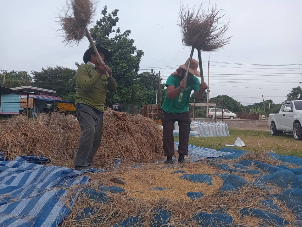 ราคาข้าวพุ่งแรง! ชาวนากาฬสินธุ์หันฟาดข้าวคัดพันธุ์เอง สืบทอดวิถีดั้งเดิมรับซีซั่นใหม่ 