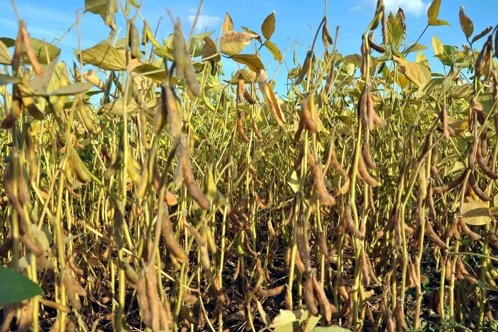 Soybean 2 0