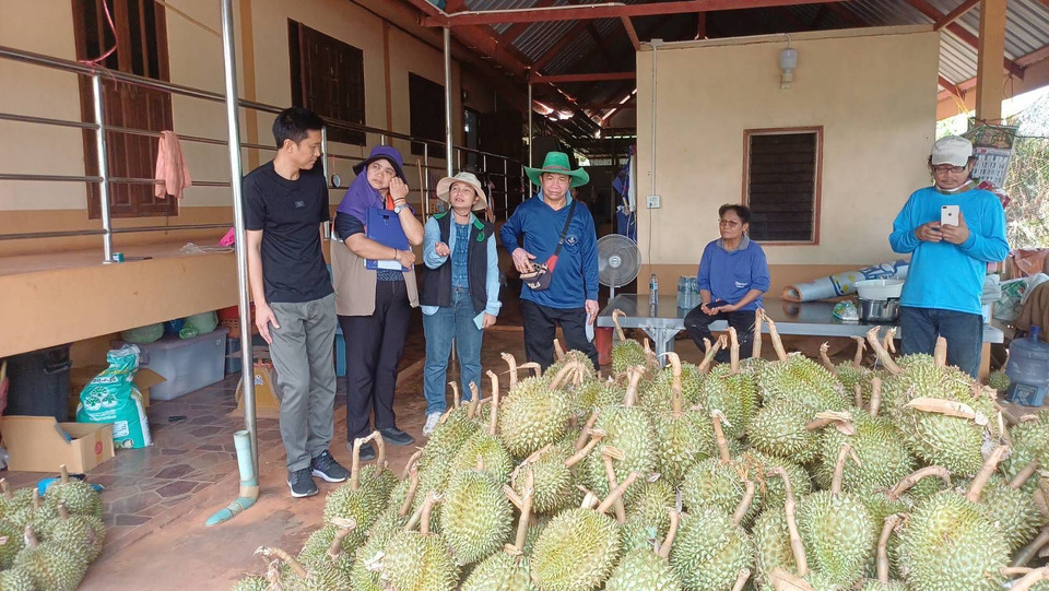 พายุฤดูร้อนถล่มศรีสะเกษ! ทุเรียนภูเขาไฟร่วง 390 ตัน สูญเงิน 39 ล้านในพริบตา สวนพังยับนับร้อยไร่