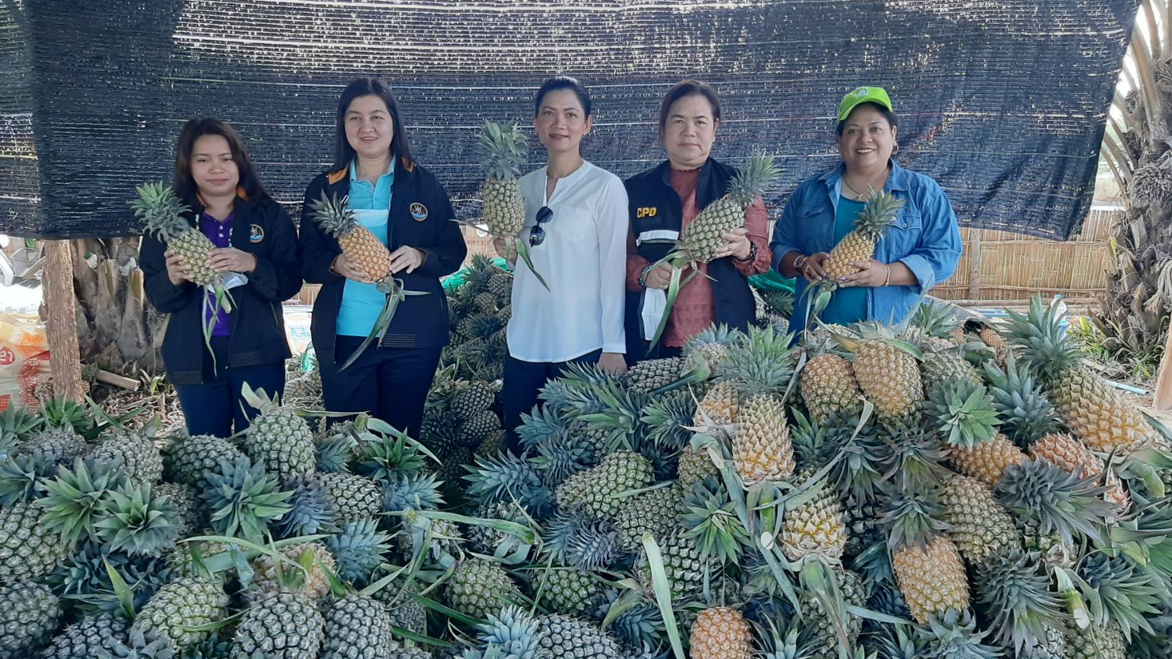สหกรณ์พังงา ช่วยเกษตรกรนำสับปะรดภูงา 4,500 ลูกแลกข้าวหอมมะลิ 9 ตันกับสหกรณ์ภาคอีสาน