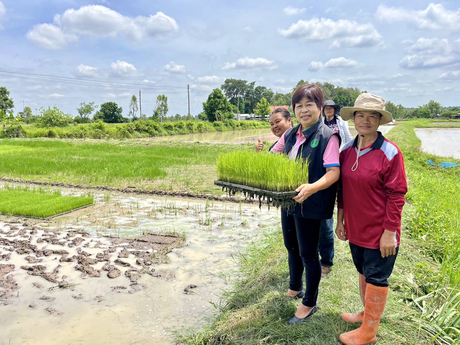 เกษตรอำเภอทรายมูล"ยโสธร"ลงพื้นที่ติดตามการดำนาในการใช้รถปักดำกลุ่มแปลงใหญ่ข้าวอินทรีย์