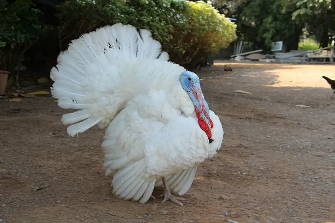 “ทองขาว” ไก่งวงเพศผู้ โชว์ความหล่อ คอยรับแขก