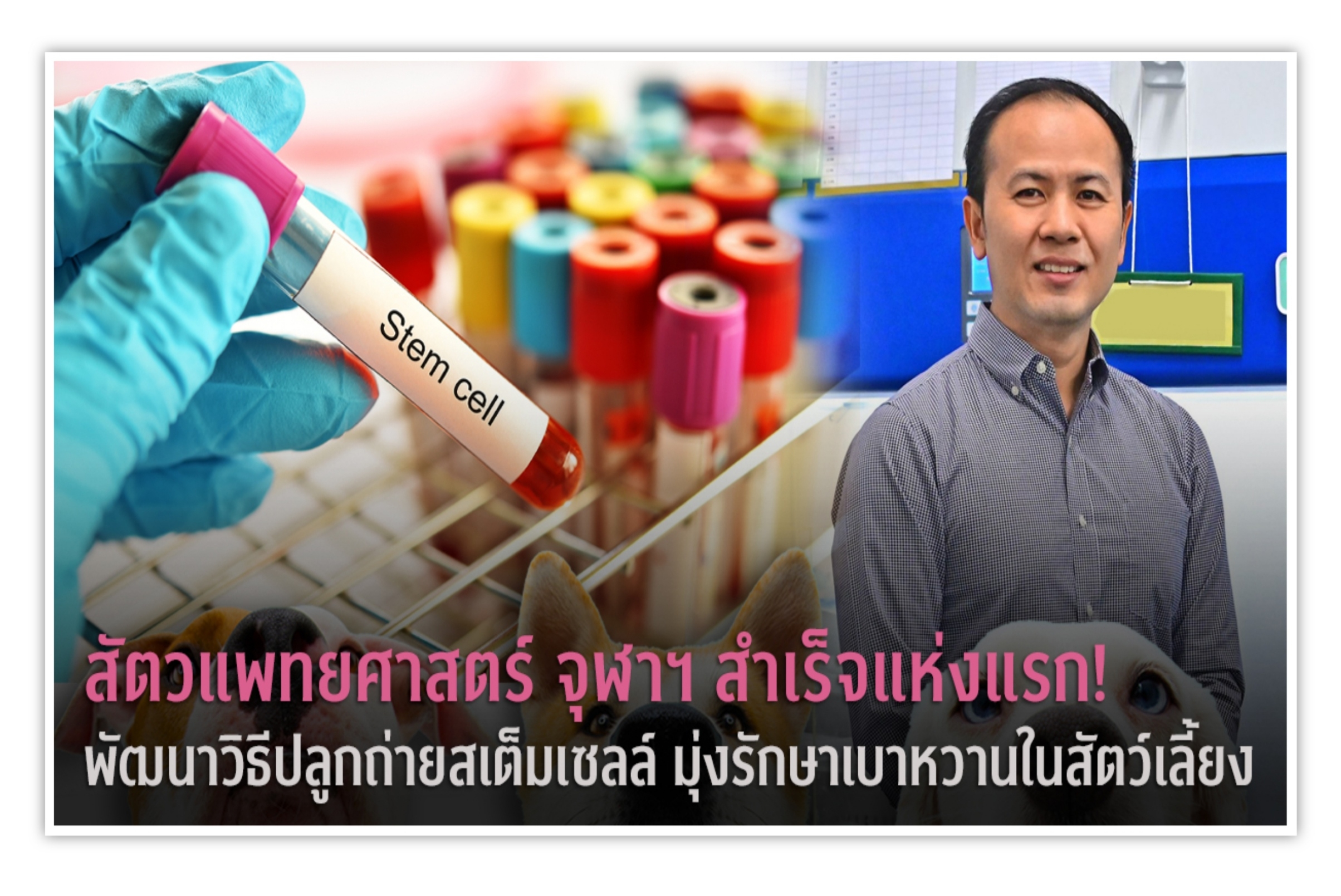 แห่งแรก! จุฬาฯพัฒนาปลูกถ่ายสเต็มเซลล์  ช่วยรักษาเบาหวานในสัตว์เลี้ยง