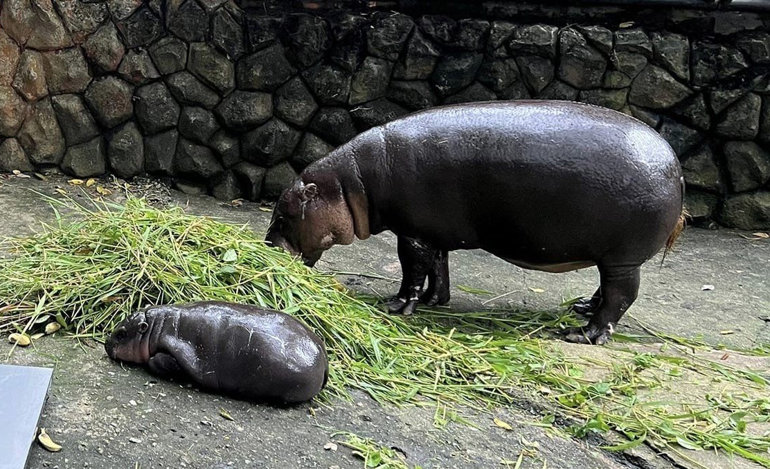 "สวนสัตว์เปิดเขาเขียว" ยืนยันดูแลสุขภาพ "หมูเด้ง" อย่างดี