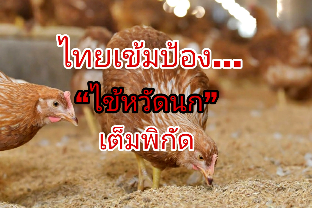 ไทยเข้มป้อง “ไข้หวัดนก” เต็มพิกัด 