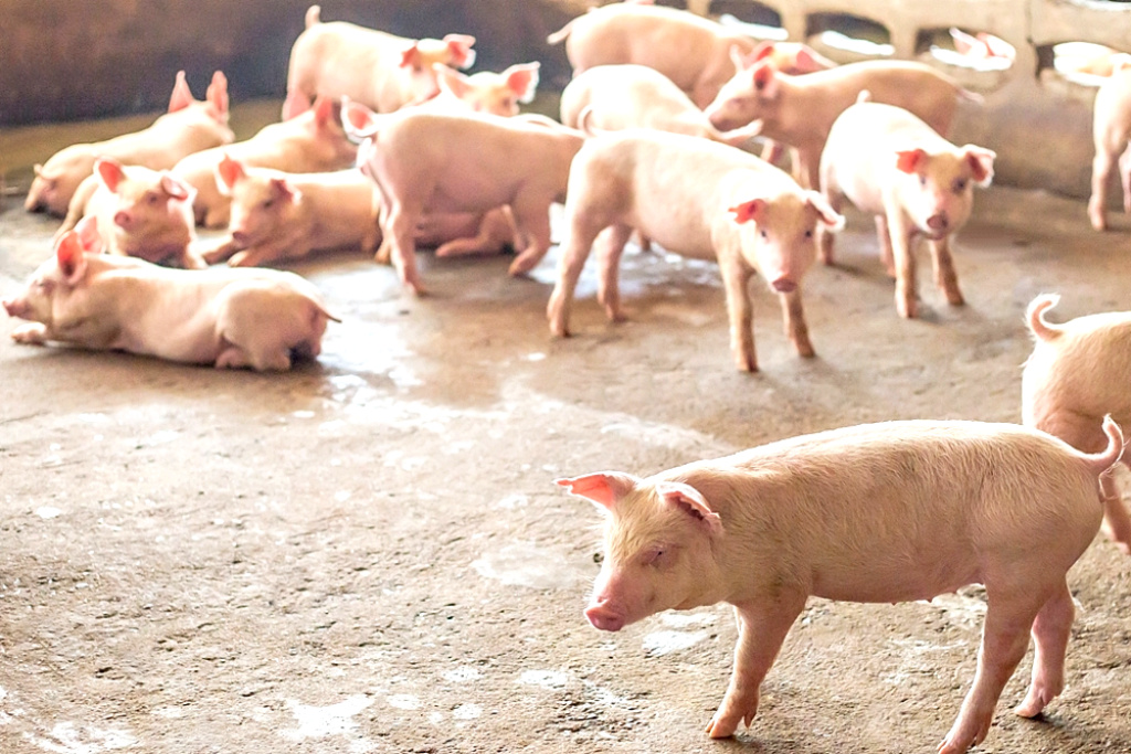 คนเลี้ยงหมูใต้ โอดแบงก์ไม่ปล่อยสินเชื่อ-ลักลอบนำเข้า อุปสรรคเลี้ยงหมูรอบใหม่