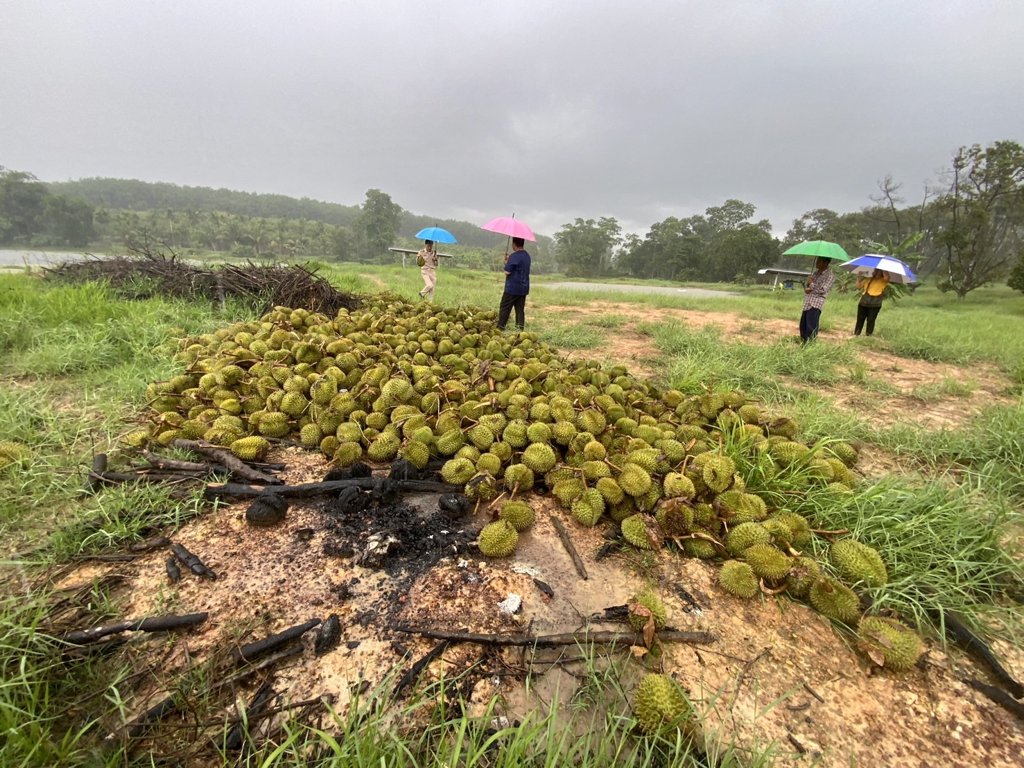ชาวสวนทุเรียนตราดโอดพายุฝนพัดรุนแรงวูบดียว 10 นาทีทุเรียนหล่น 5 ตันเสียหายนับล้านบาท 