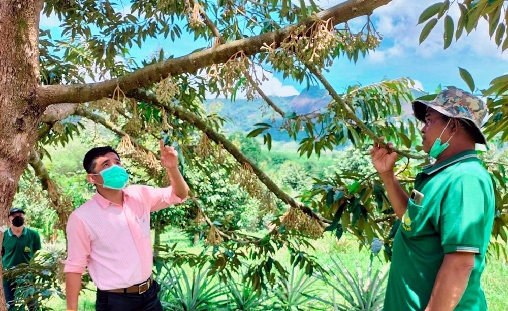 แปลงใหญ่ทุเรียน ต.ตาชี เร่งพัฒนาคุณภาพทุเรียนชายแดน มาตรฐาน GAP สร้างรายได้มั่นคงสู่เกษตรกร