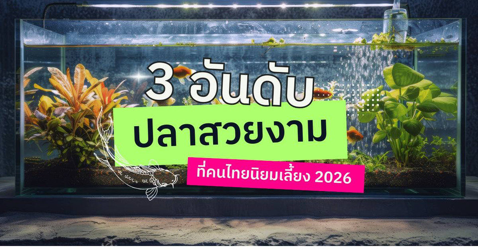 3 อันดับ ปลาสวยงามที่คนไทยนิยมเลี้ยง 2026