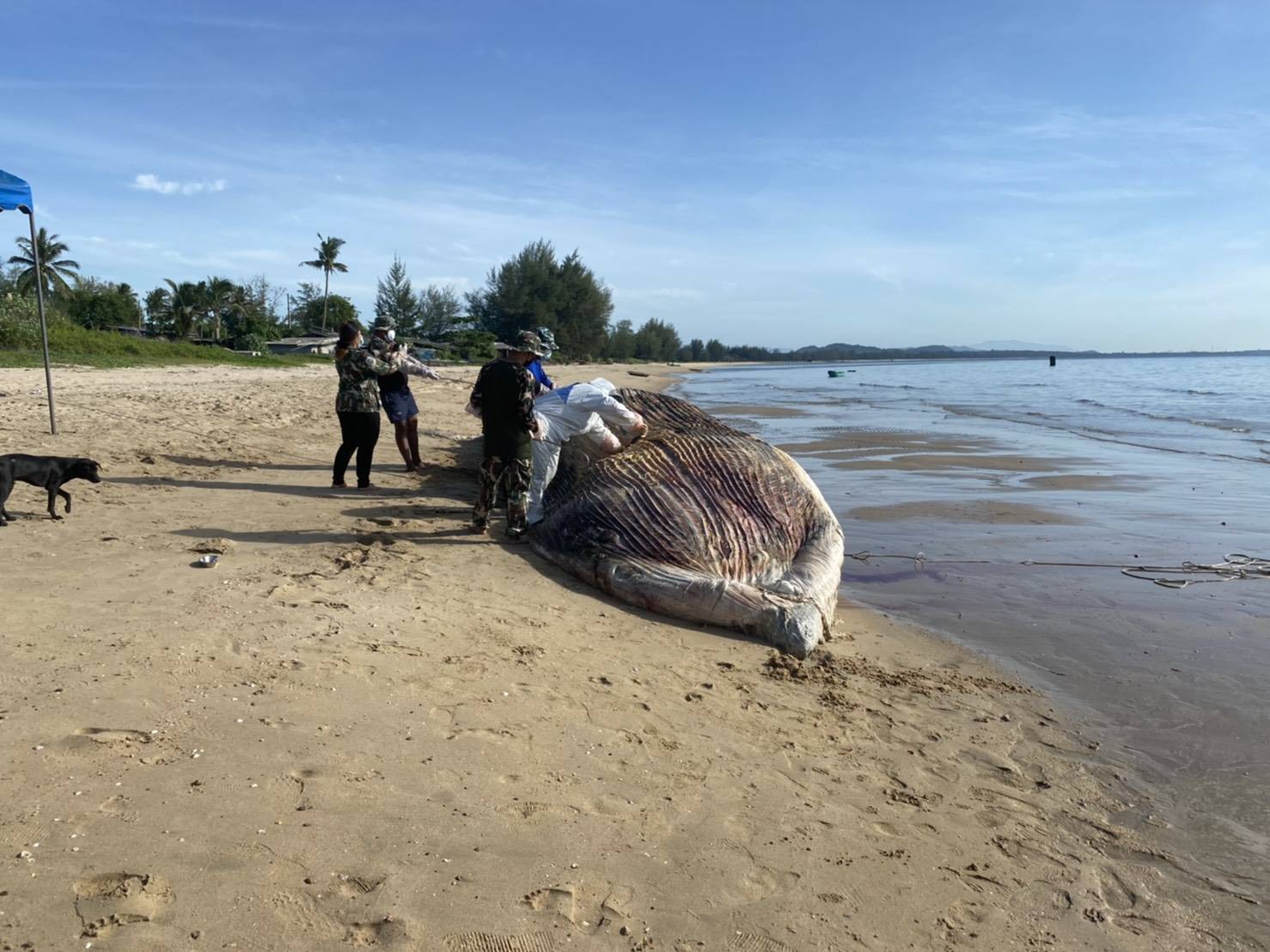 ทีมสัตว์แพทย์ทำการผ่าพิสูจน์การเสียชีวิตวาฬบรูด้าริมหาดบางสะพานน้อย 