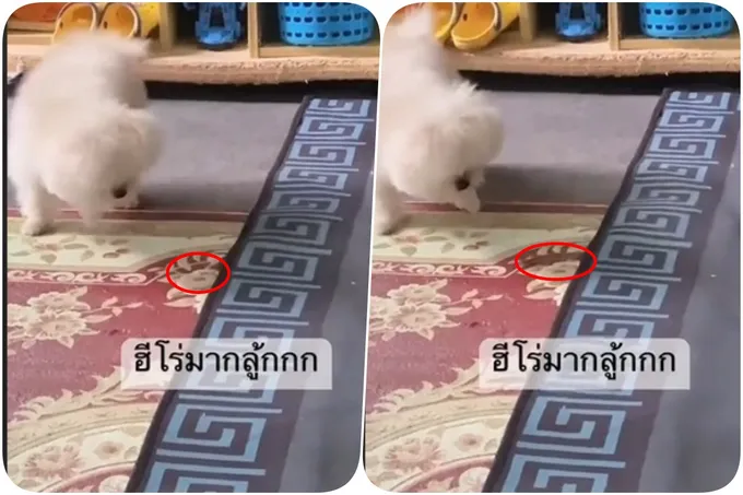 ตูบแสนรู้!! ส่งสัญญาณเตือนภัย “ตะขาบยักษ์” เข้าบ้าน