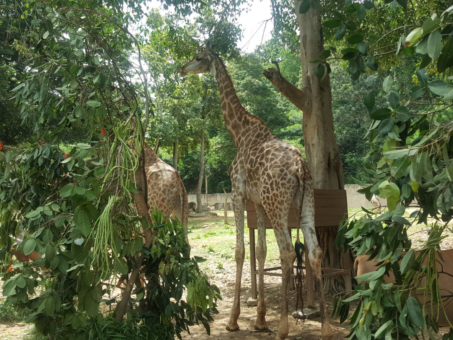 "สวนสัตว์เชียงใหม่" เปิดบริการเต็มรูปแบบ WOW AFRICA มิติใหม่แห่งการเที่ยว หลังโควิด-19
