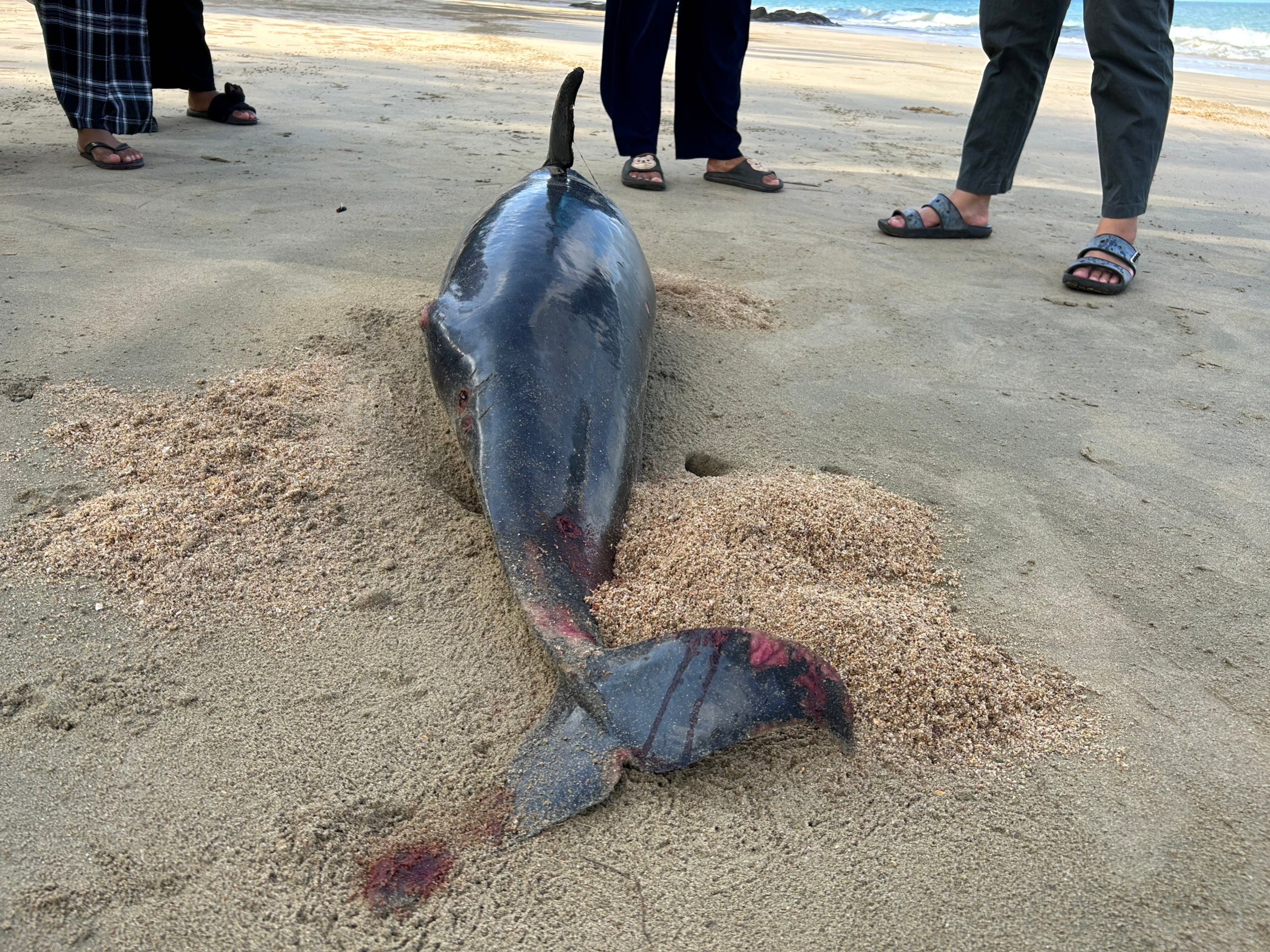 กระบี่พบซากโลมาหัวบาตรถูกคลื่นซัดเกยหาดลังเกาะพบบาดแผลที่โคนหาง