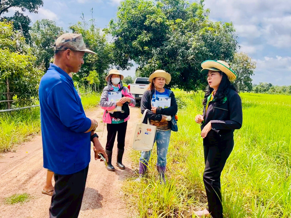 เกษตรยโสธร ตรวจประเมินผลักดันเกษตรกรผลิตข้าวอินทรีย์ป้อนตลาด