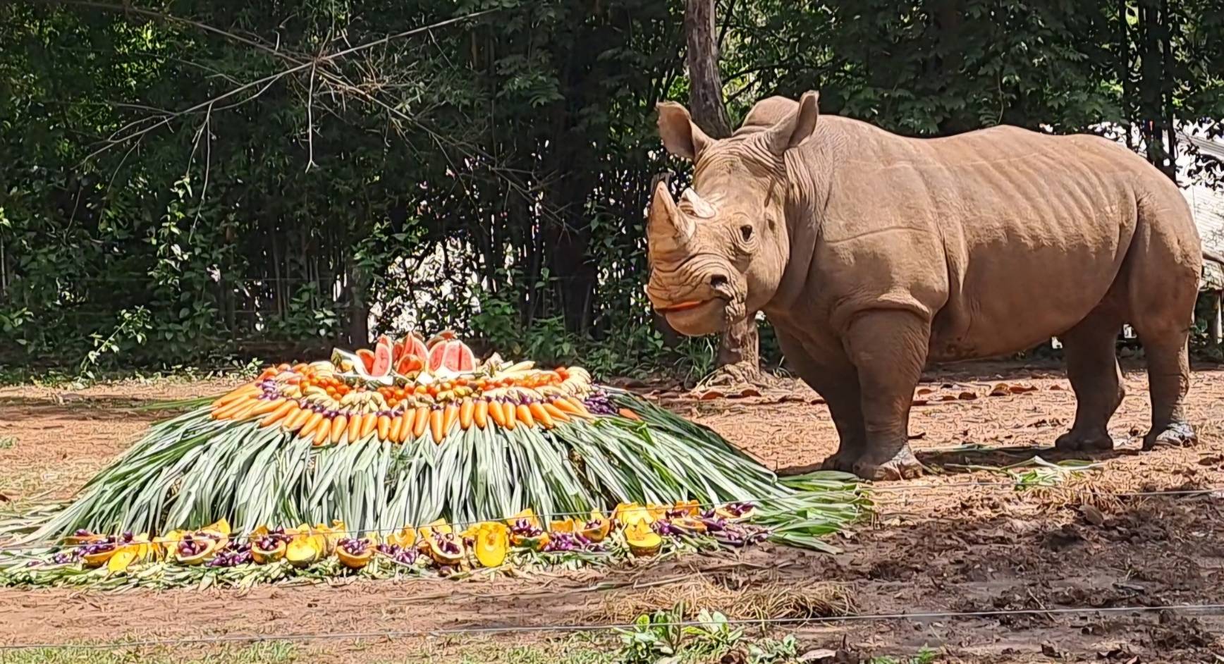 เชียงใหม่ไนท์ซาฟารีร่วมอนุรักษ์"แรด" ในวันแรดโลกจัดบุฟเฟต์ผักผลไม้ให้แรดขาว'พี่ฮอร์นและน้องกอหญ้า'