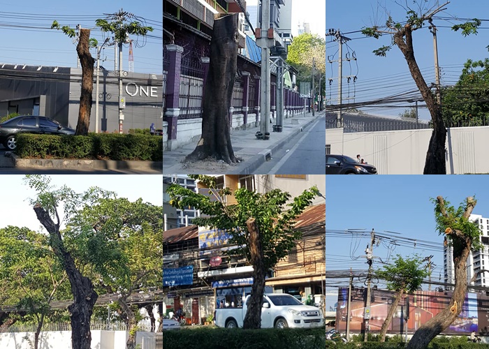 อื้ออึง!โลกออนไลน์ กทม.ตัดต้นไม้ฉลอง 238 ปีกรุงรัตนโกสินทร์ 