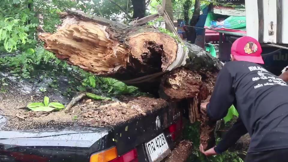 สุดเซ็ง!เจ้าของรถ BMW จอดรถริมทางต้นไม้โค่นทับเสียหาย