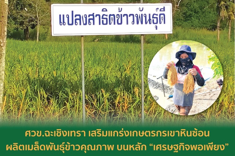 ศวข.ฉะเชิงเทรา เสริมแกร่งเกษตรกรเขาหินซ้อน | ผลิตเมล็ดพันธุ์ข้าวคุณภาพ บนหลัก “เศรษฐกิจพอเพียง”  