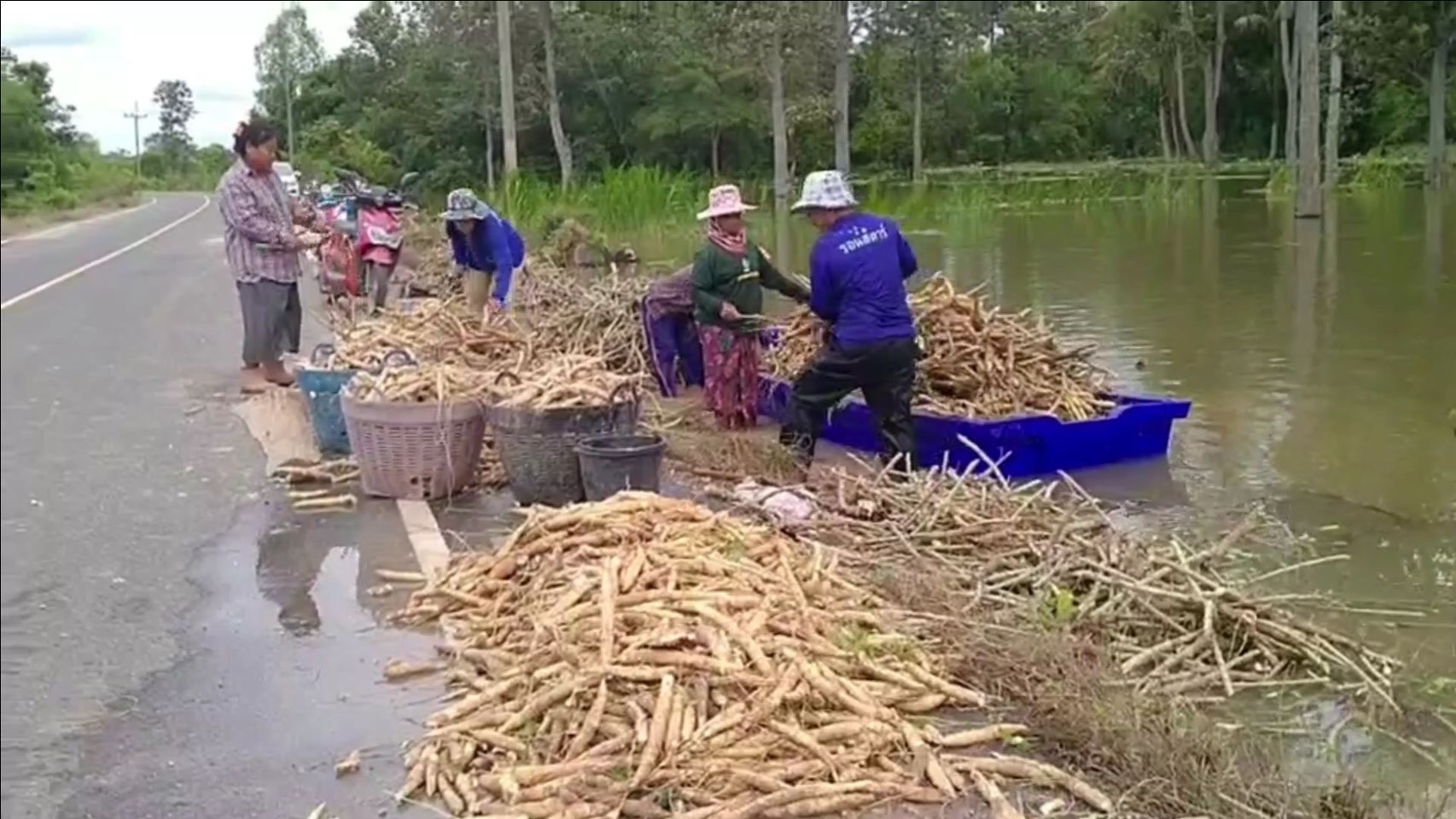 ‘โนรู’ เป็นพิษ เกษตรกรศรีสะเกษ เร่งถอนมันขายหนีน้ำท่วม แม้ขาดทุนก็ยอม ดีกว่าปล่อยเน่า