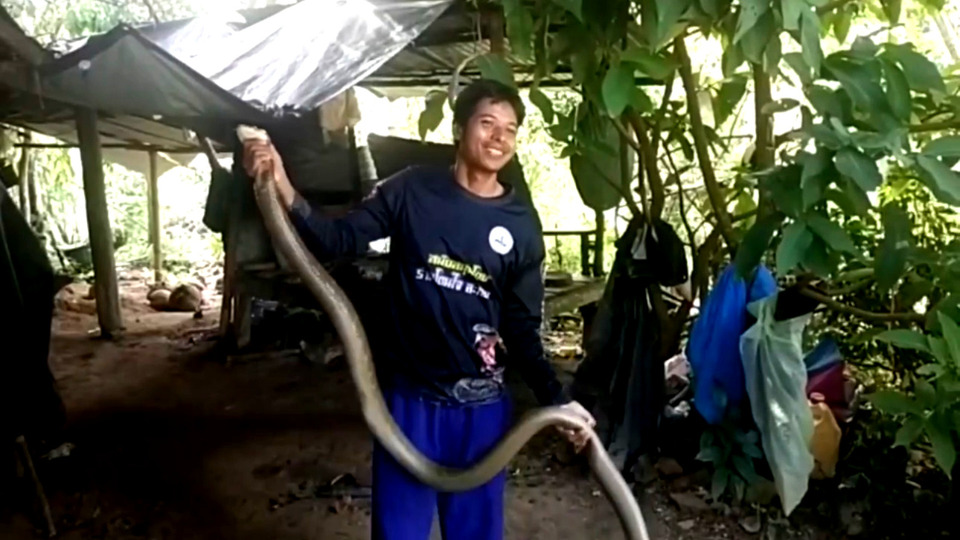 ผวาทั้งบ้าน! จงอางยักษ์ยาว 3.20 เมตร ซุกใต้หลังคา คอหวยแห่ส่องเลขเด็ด