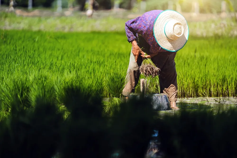 Farmers Work in Rice Fields, Prepare Seedlings for Planting in the Rainy Season, Thailand 0