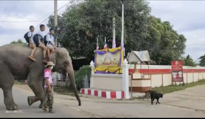 โลกโชเซียลแห่ชื่นชมนร.ชายสามคน นั่งช้างมาโรงเรียนเปิดเทอมวันแรก 