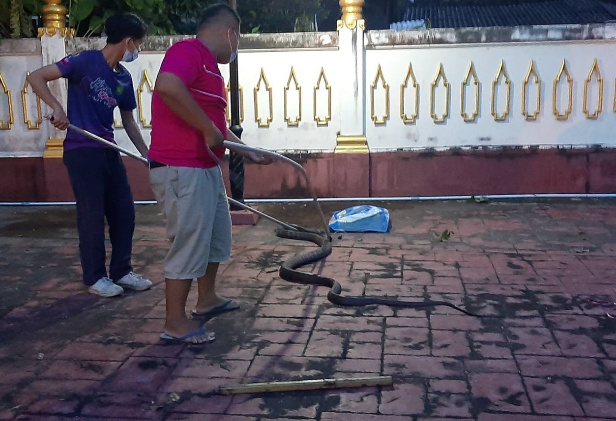 ผวา! พบบองหลาตัวใหญ่ 2 ตัว กอดรัดกันอยู่ใกล้ลานหลวงปู่ทวด ส่องเลขบ้าน - ทะเบียนรถจับงู