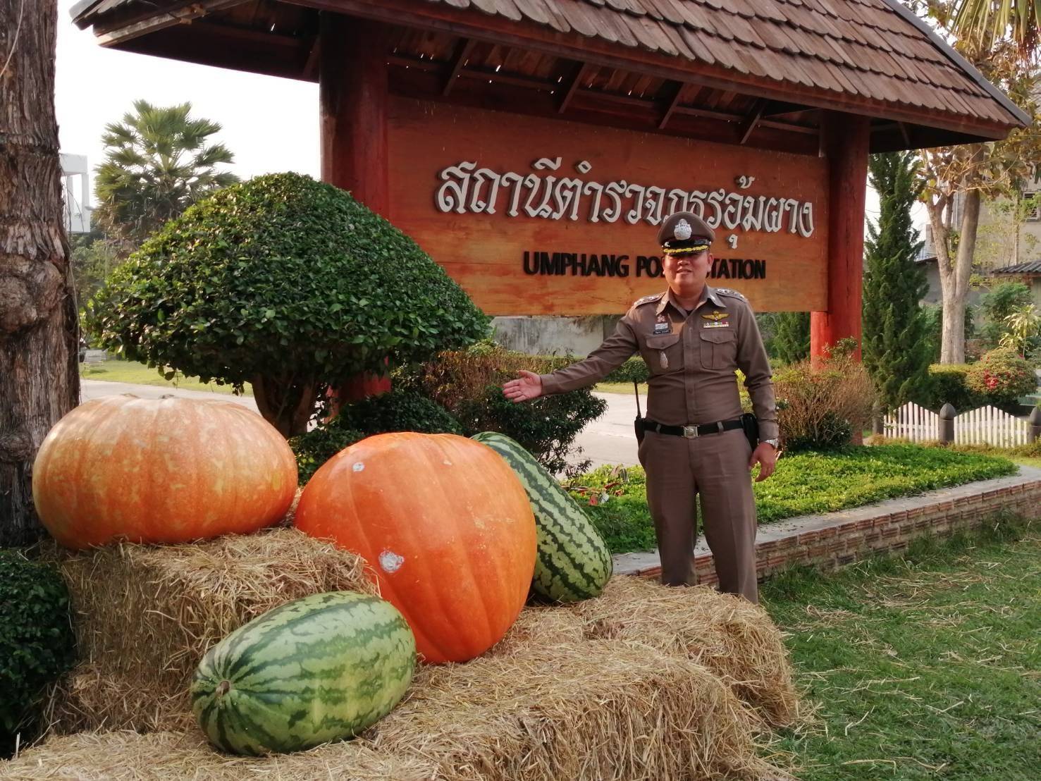 สภ.อุ้มผาง ไอเดียปิ้ง เปิดจุด เช็คอินหน้าโรงพัก นำฟักทองยักษ์ 116  กก.ใหญ่ที่สุดในไทย ออกโชว์  ดึงจุดขายนักท่องเที่ยว 