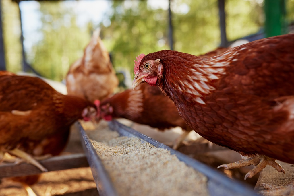 4 ร้านอาหารไทยให้ความสำคัญกับ "แม่ไก่" สนับสนุนการเลี้ยงแบบไม่ขังกรง เนื่องใน "วันไข่โลก"