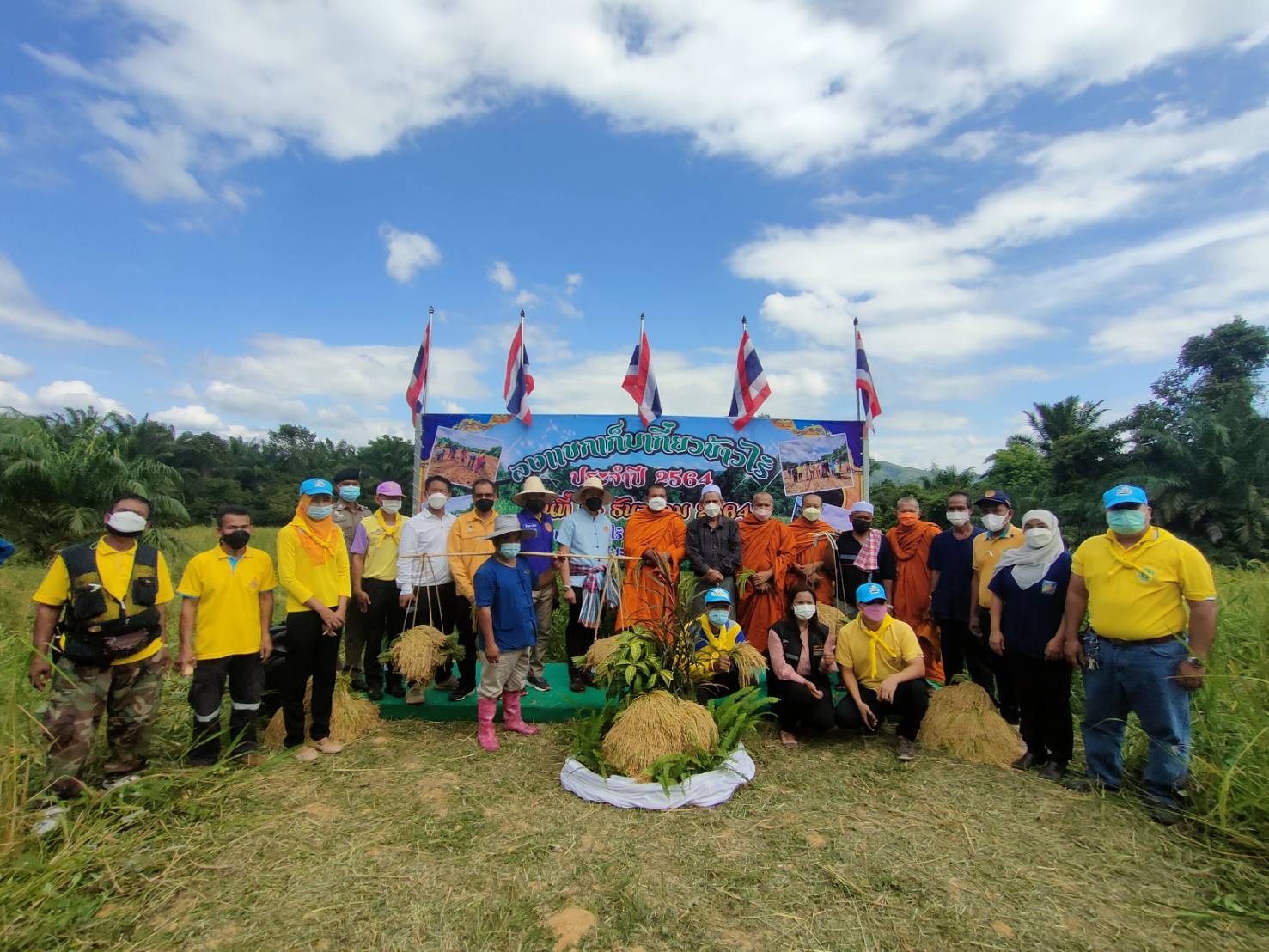 ชาวบ้านร่วมใจลงแขกเก็บเกี่ยวข้าวไร่  ตามแบบฉบับ  'ชาวพุทธใจงาม อิสลามใจดี  ตามวิถีพหุวัฒนธรรม' 