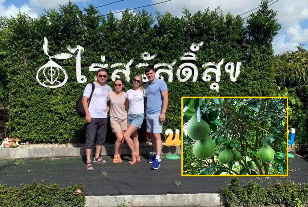 “ไร่สวัสดิ์สุข” เนรมิตแปลงส้มโอทับทิมสยาม สู่แหล่งท่องเที่ยวเชิงเกษตร