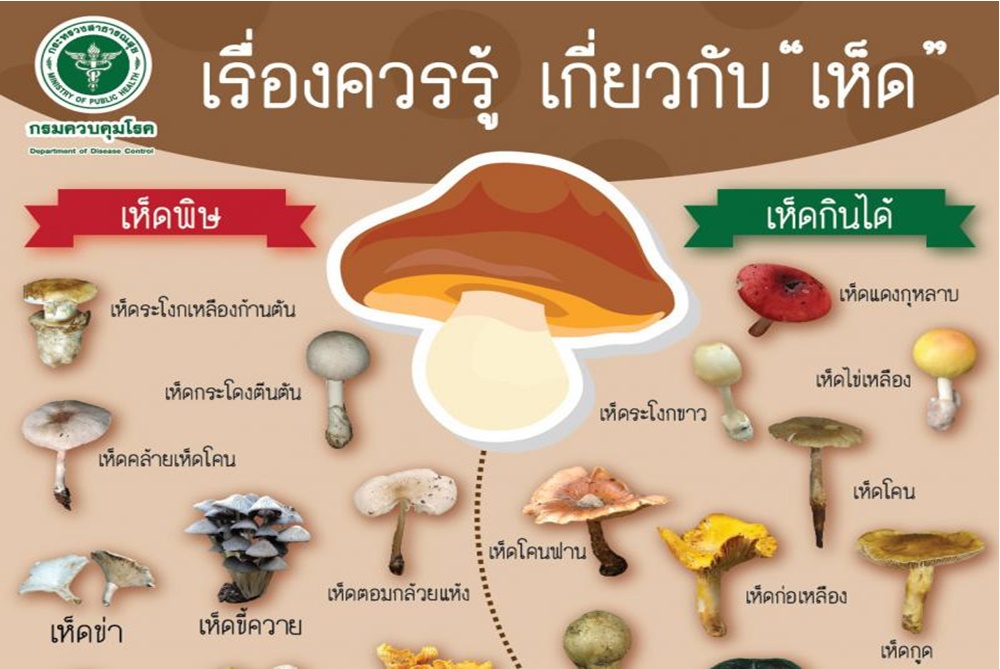 สสจ.ร้อยเอ็ด เตือนกินเห็ดระวังอาหารเป็นพิษในช่วงฤดูฝน โดยเฉพาะเห็ดป่าในพื้นที่ธรรมชาติ