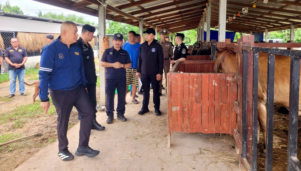 ปส.ทลายเครือข่าย “Dark Farm 888” ยึดฟาร์ม-รีสอร์ต-ไก่ชน-ควาย อายัดทรัพย์ 95 ล้าน
