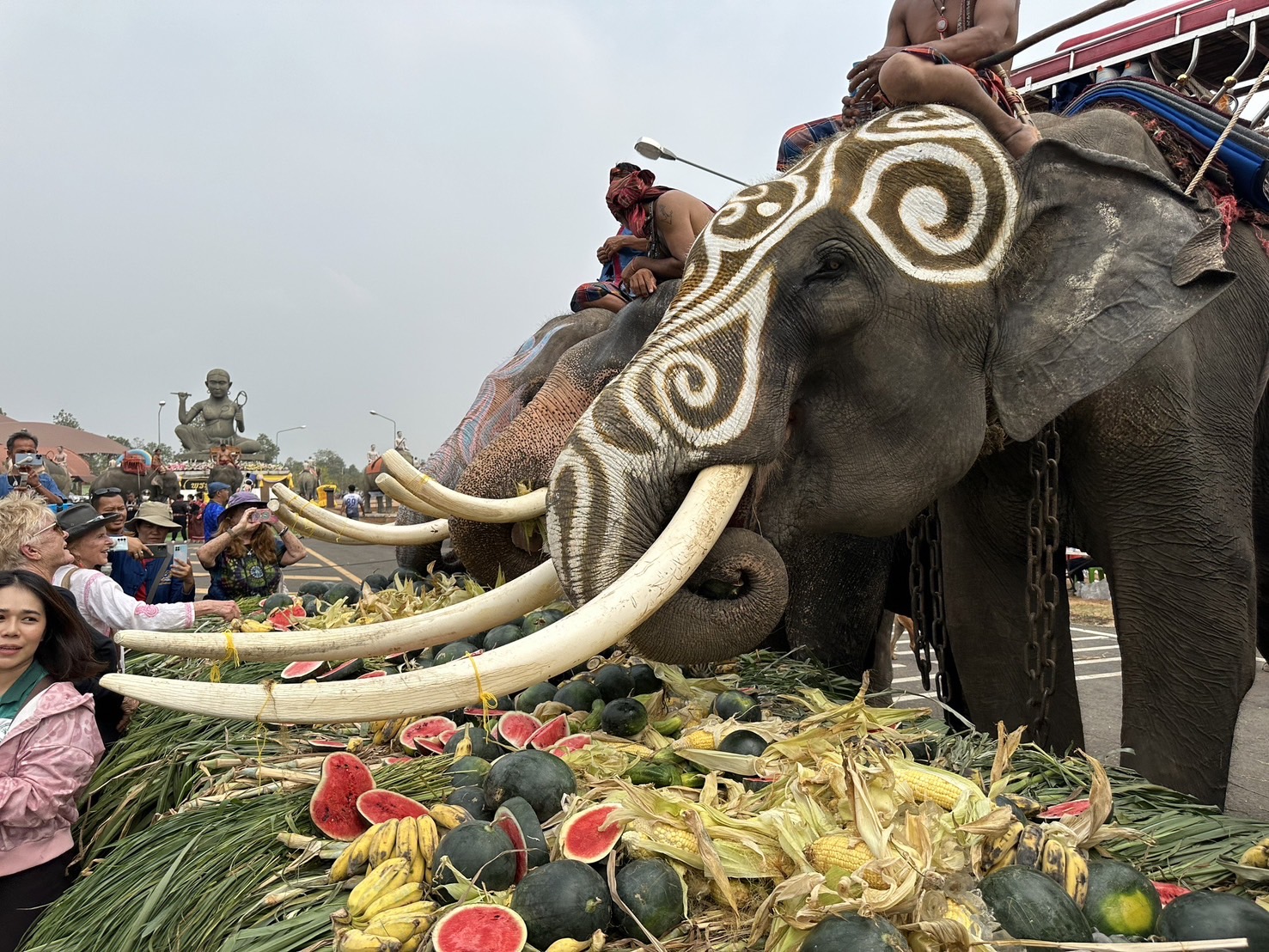 สุรินทร์ จัดยิ่งใหญ่วันช้างไทย มีช้างร่วมงานกว่า 200 เชือก