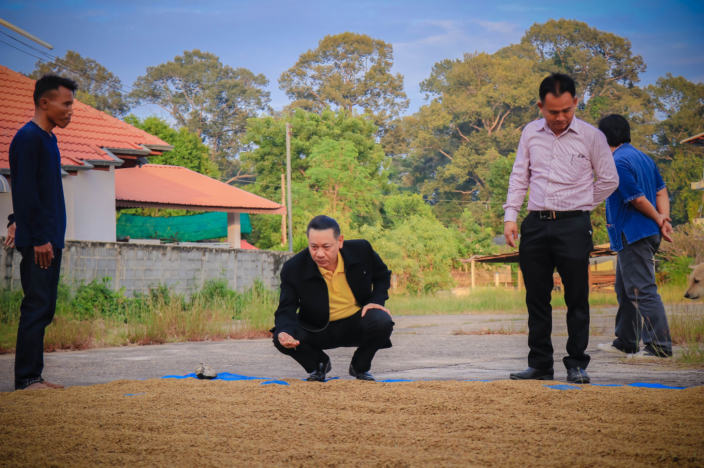สกก.มหาชนะชัย เปิดบริการลานตากข้าว แก่สมาชิก-เกษตรกรทั่วไป ฟรี!!