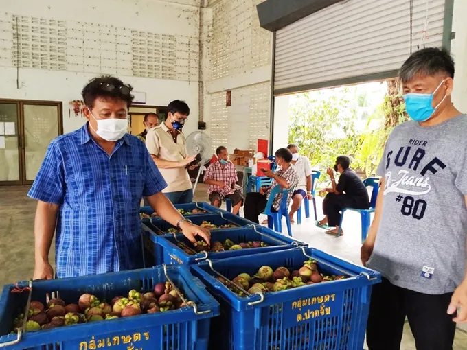 ขบวนการสหกรณ์ระนอง เปิดไลน์สดขายมังคุด เพิ่มช่องทางการตลาดยุคโควิด-19    