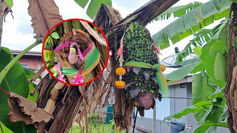 ราชบุรีฮือฮา! ต้นกล้วยถูกตัดแล้วยังออกเครือ–ออกปลี ชาวบ้านแห่ขอโชคตีเลขเด็ดงวดนี้