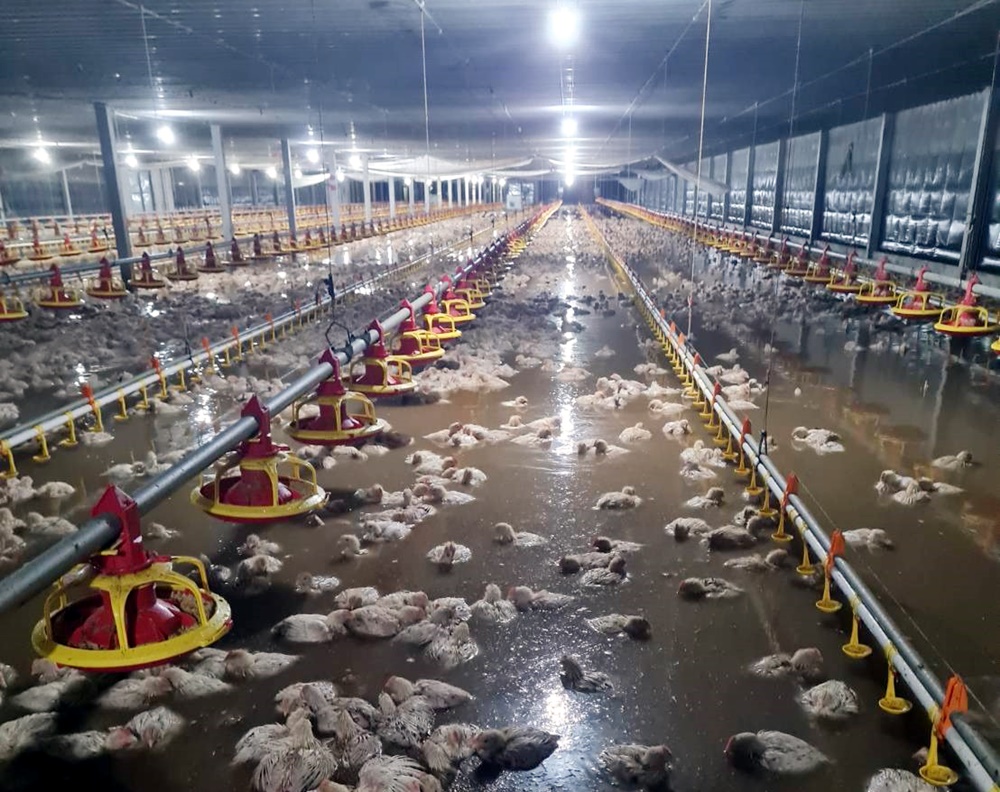 อ่วม!! ไก่ตายยกฟาร์ม 1.4 แสนตัว อำเภอแกลงน้ำท่วมสูง 2 ตำบล 18 หมู่บ้าน  