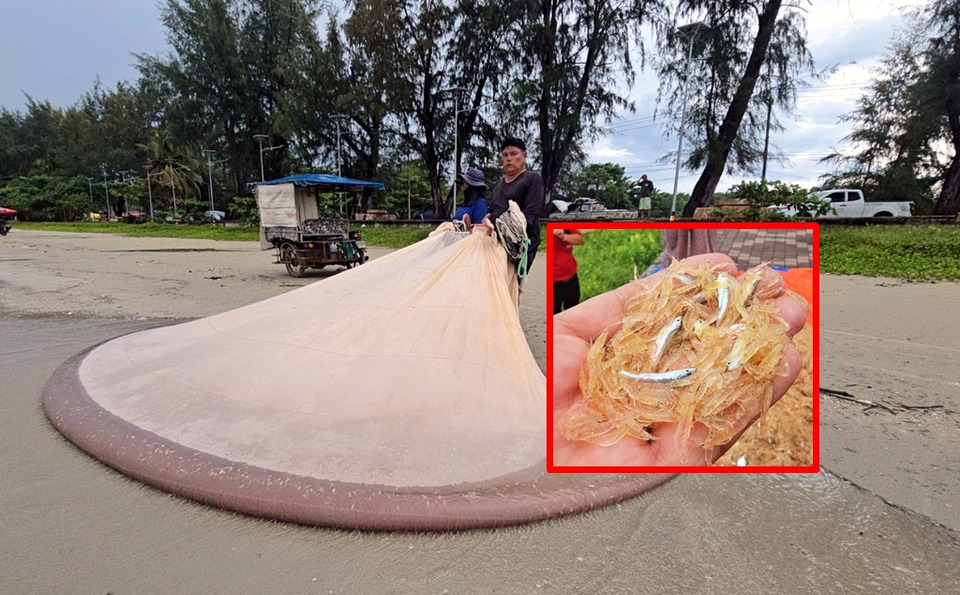 1 ปีมีหนเดียว! ชาวเลระยองแห่ลงทะเลชายหาดสวนสน “ล่ากุ้งเคย” สร้างรายได้หลักหมื่นต่อวัน
