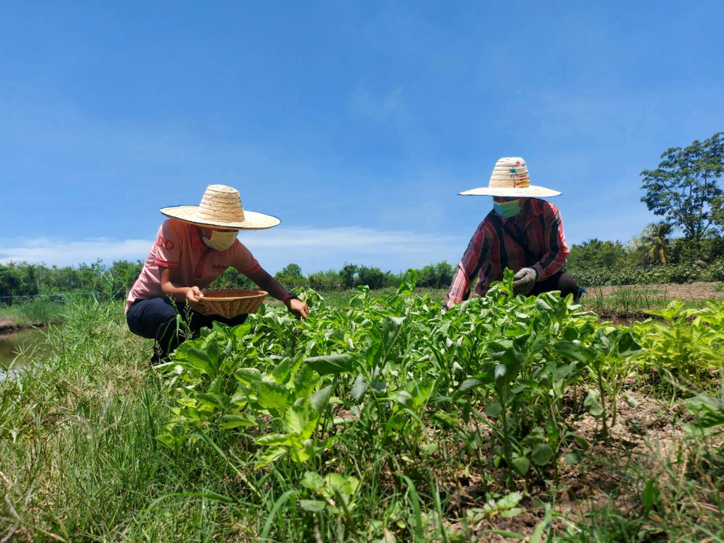 สพด.นนทบุรี หนุนเกษตรกร ทำเกษตรระบบ PGS ผลิตพืชผักปลอดภัย ใส่ใจผู้บริโภค