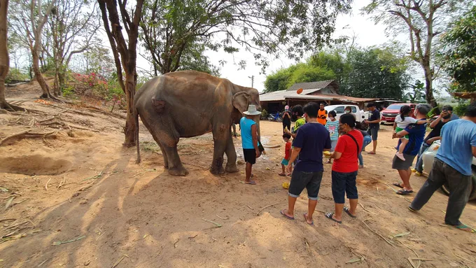 กลุ่มรถกระบะสปิริตพัทยาขนอ้อยเกือบ 5 ตัน พร้อมกล้วยช่วยเหลือช้างกว่า 30 เชือก