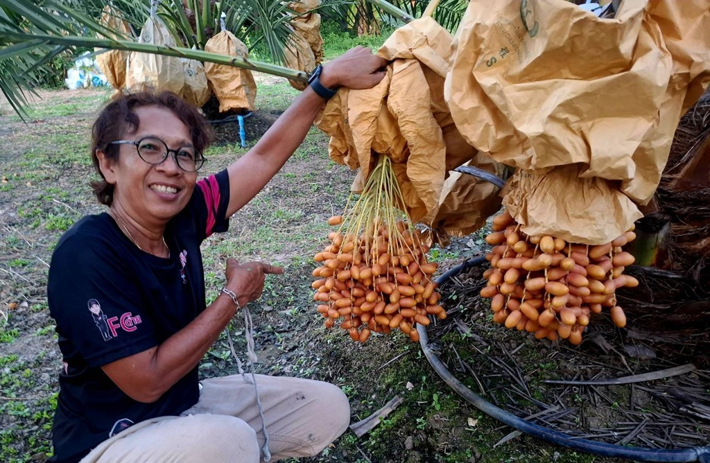 เปิดแล้ว!! จากความชอบส่วนตัวสู่เจ้าของสวน 'อินทผลัมไร้สารเคมี' อ่างทอง