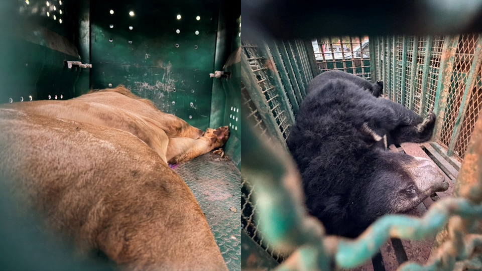 กรมอุทยานฯ ส่ง 3 หน่วยกู้ชีพ ช่วยหมีควาย–สิงโต 5 ตัว ถูกขังบ้านชาวจีน ใกล้กาสิโนทมอดา