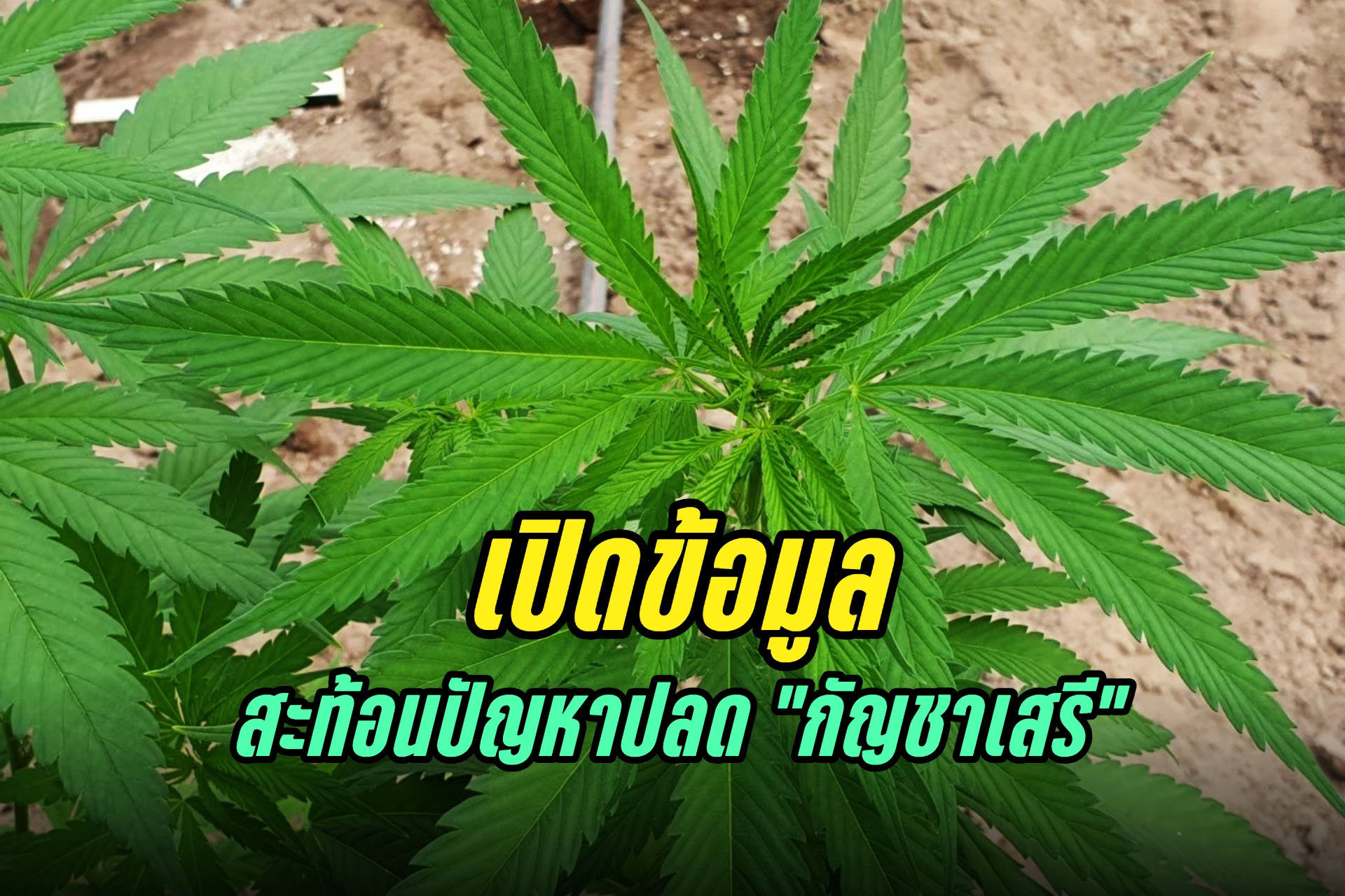 เปิดข้อมูล สะท้อนปัญหาจากการปลด "กัญชาเสรี"