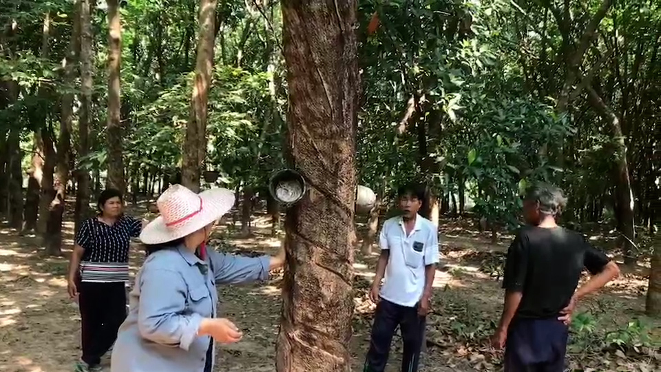 โจรขโมยยางพาราระบาด! ชาวบ้านชายแดนสุดทน แจ้งความรวดเดียว 6 ราย หลังยางพาราหายทุกวัน