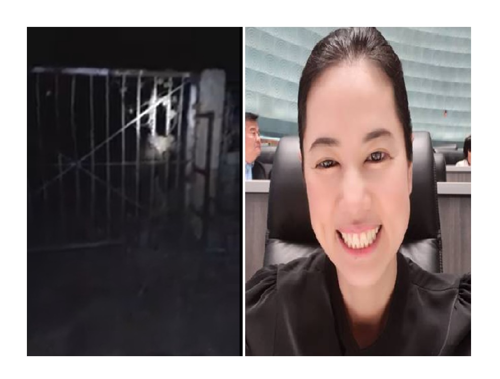 'ปารีณา' โพสต์คลิปนาทีระทึก ! จับเสือหลุดบุกฟาร์มไก่ 