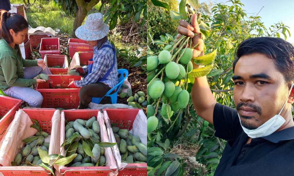  มะม่วงไทยราคาพุ่ง! สูงสุดในรอบ 20–30 ปีชาวสวนอ่างทองหนุนปิดด่านไทย–กัมพูชายาว 