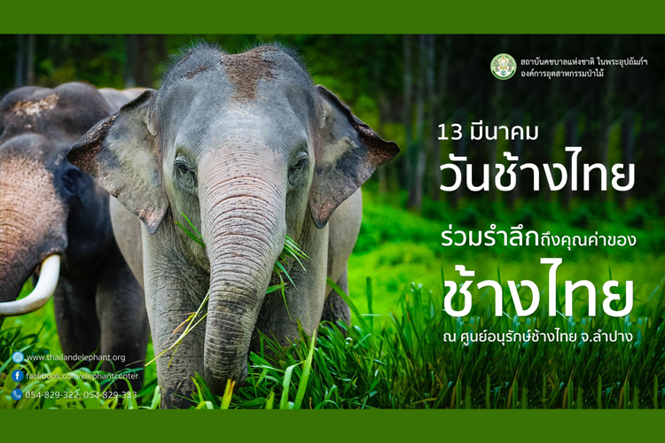 “อ.อ.ป.” จัดงาน ‘วันช้างไทย’ เพื่อสืบสาน อนุรักษ์ และบริบาล ที่ ‘สถาบันคชบาลแห่งชาติ ในพระอุปถัมภ์ฯ’13 มี.ค.นี้