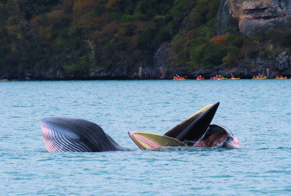 โชว์ความน่ารัก!! "แม่วันดี-เจ้าวันรุ่ง" 2 แม่ลูกวาฬบรูด้า ออกหากินที่อุทยานแห่งชาติหมู่เกาะอ่างทอง