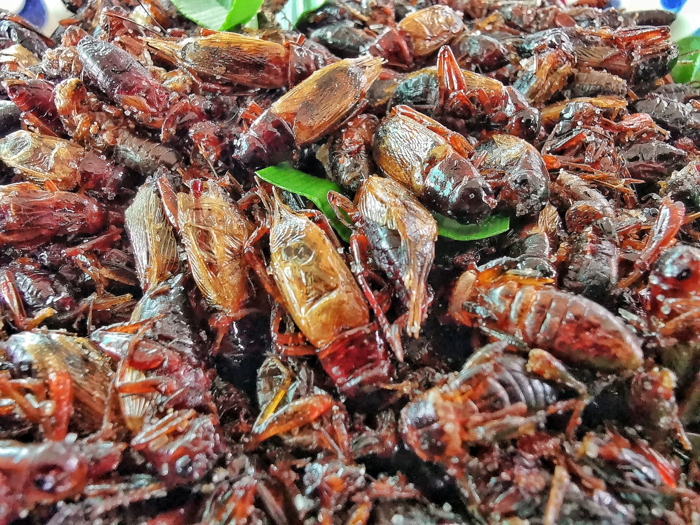 พาณิชย์​ปทุมฯลุยส่งเสริม "เลี้ยงจิ้งหรีด" แหล่งโปรตีนทางเลือก หนุนเศรษฐกิจฐานราก ดันสู่ตลาดโลก